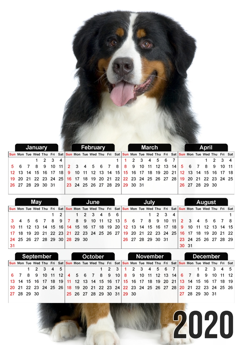  Bouvier bernois for A3 Photo Calendar 30x43cm