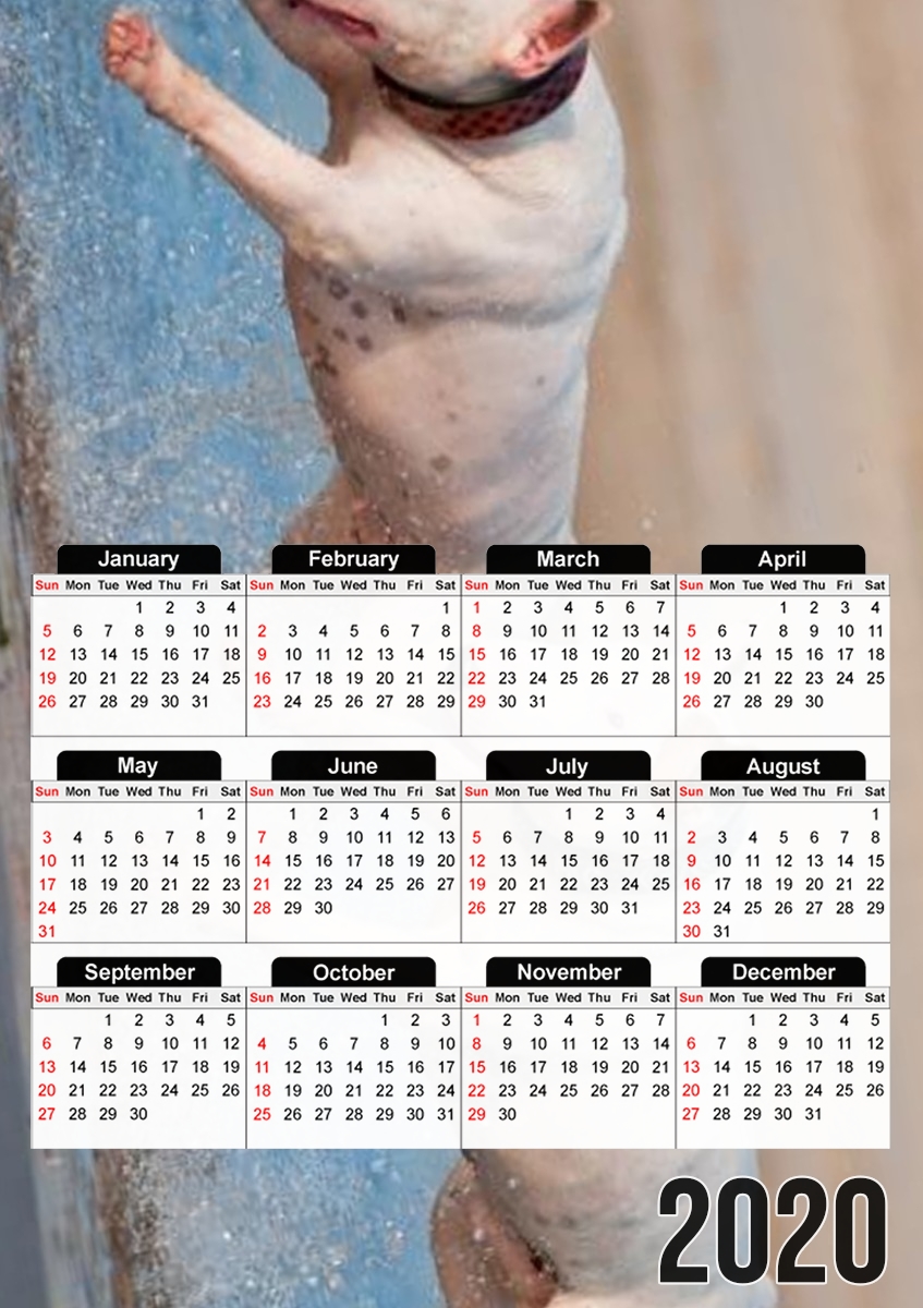  bull terrier Dogs for A3 Photo Calendar 30x43cm