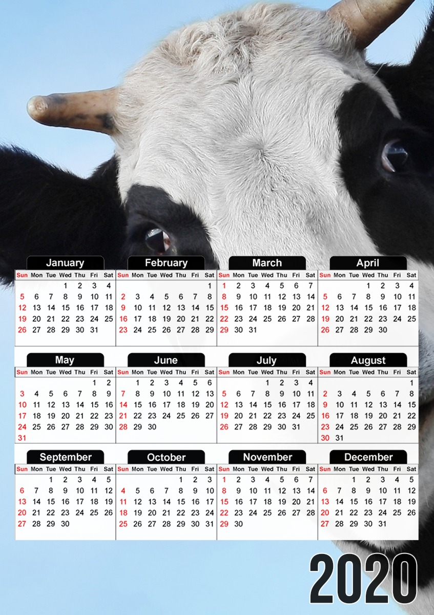  Cow for A3 Photo Calendar 30x43cm