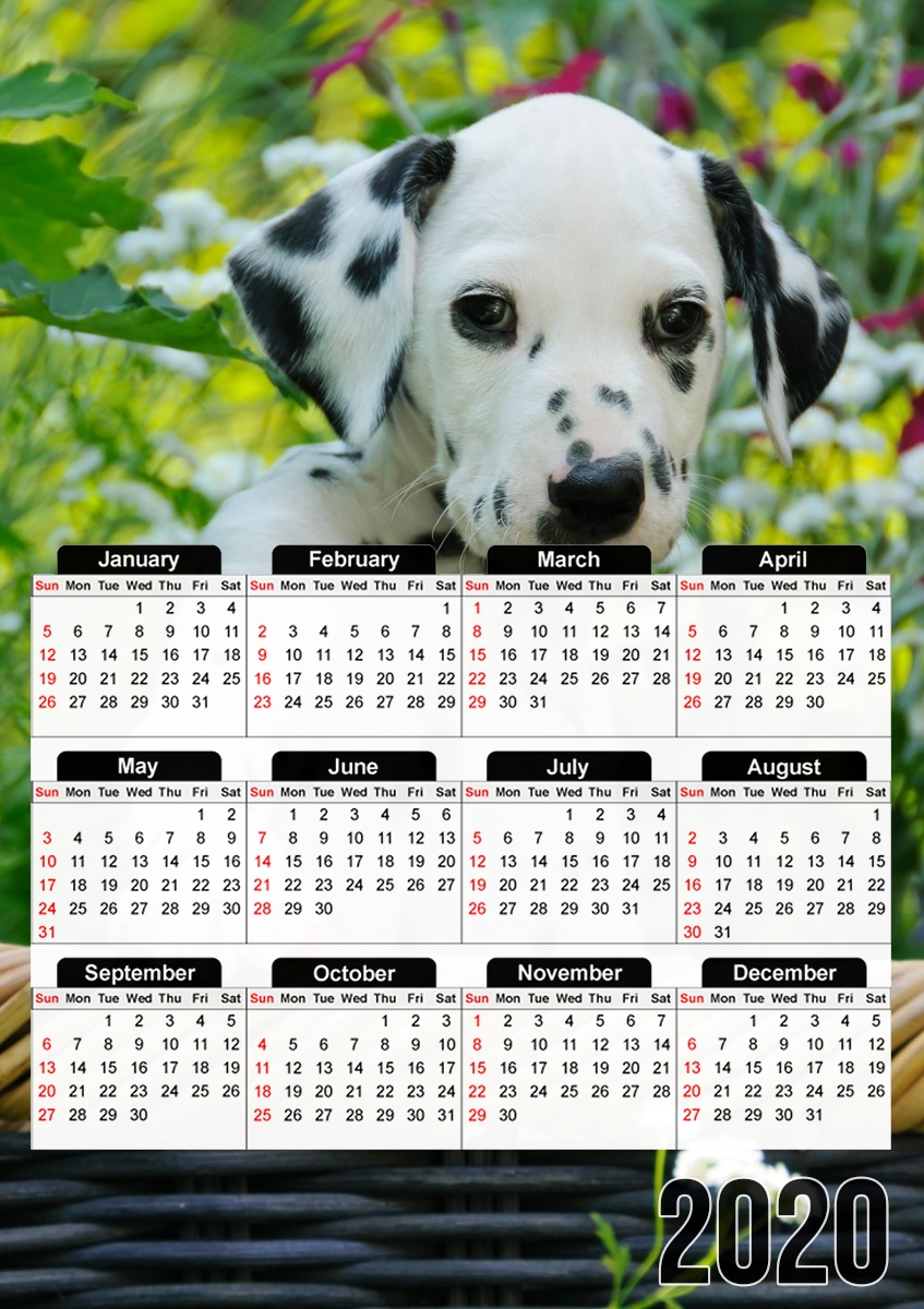  Cute Dalmatian puppy in a basket  for A3 Photo Calendar 30x43cm