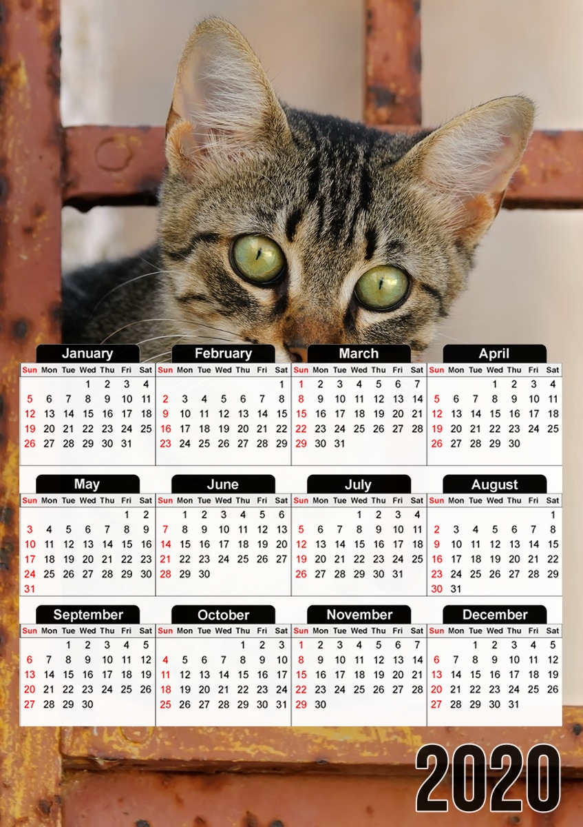  Cute kitten on a rusty iron door  for A3 Photo Calendar 30x43cm