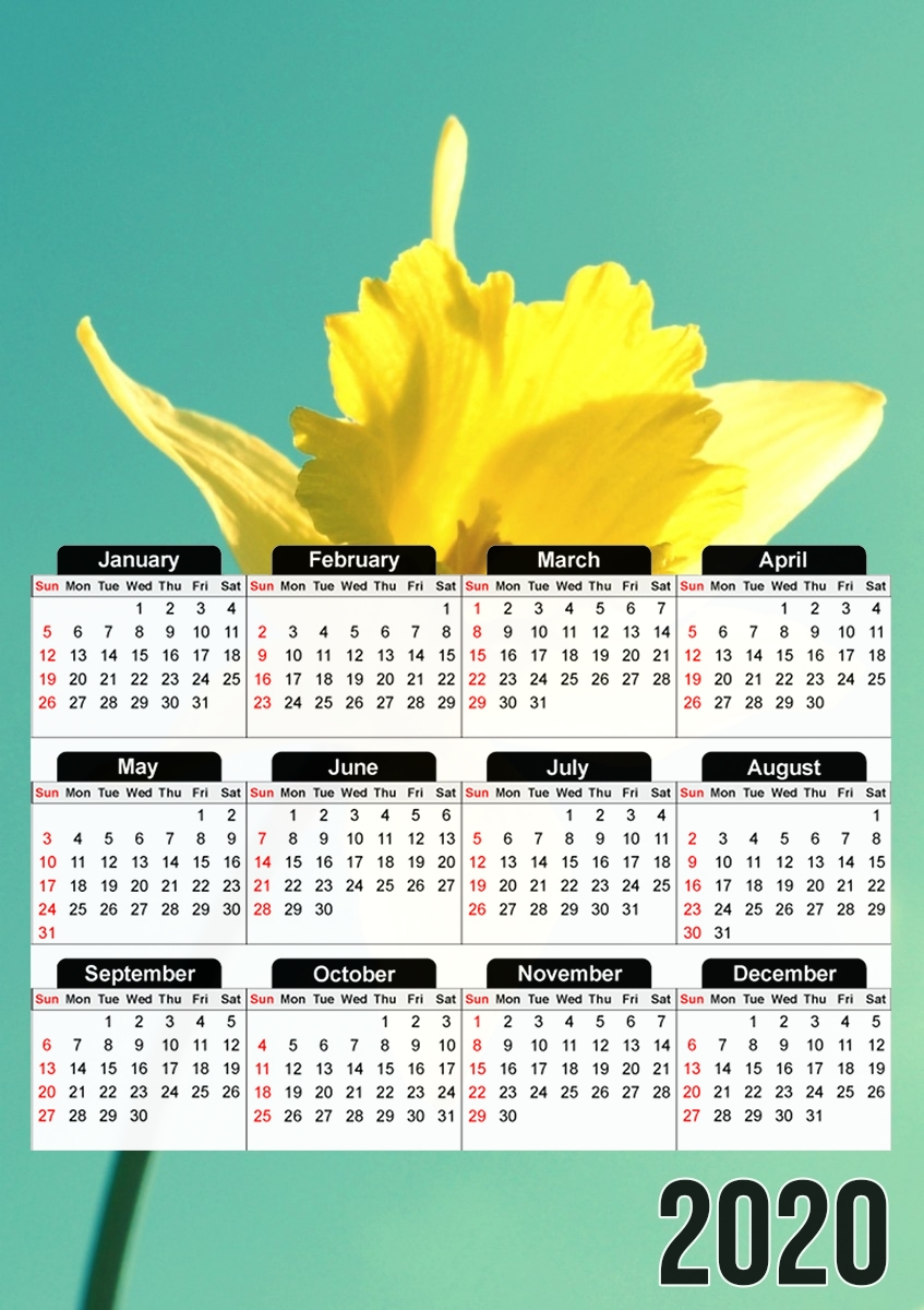  Daffodil for A3 Photo Calendar 30x43cm