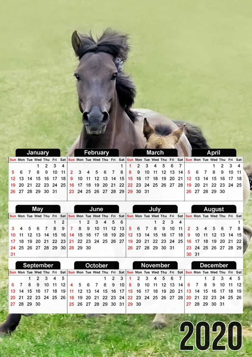  Horses, wild Duelmener ponies, mare and foal for A3 Photo Calendar 30x43cm
