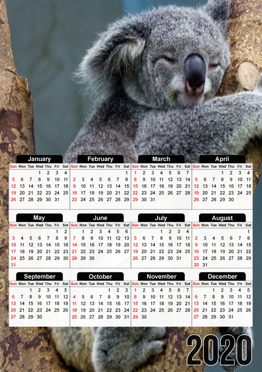  Koala Bear Australia for A3 Photo Calendar 30x43cm