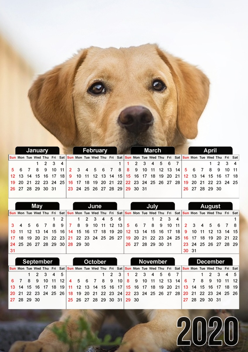  Labrador Dog for A3 Photo Calendar 30x43cm