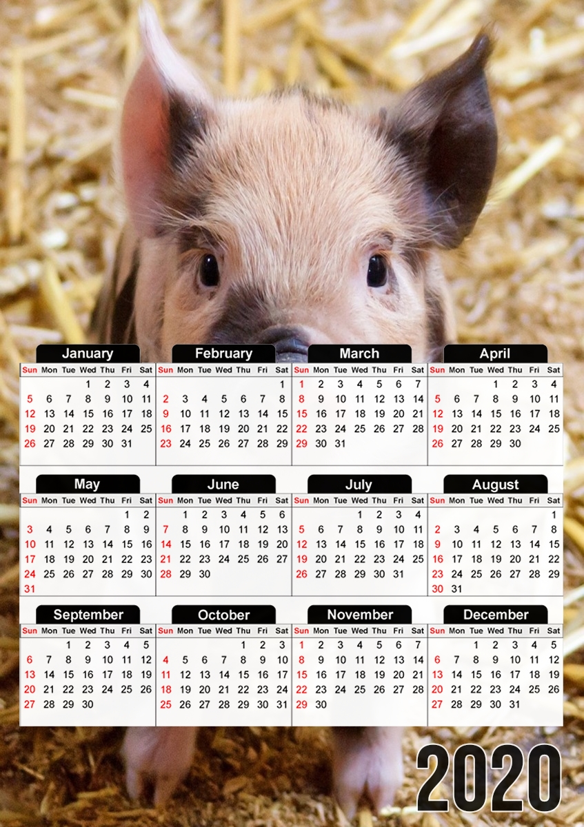  Pipapig for A3 Photo Calendar 30x43cm