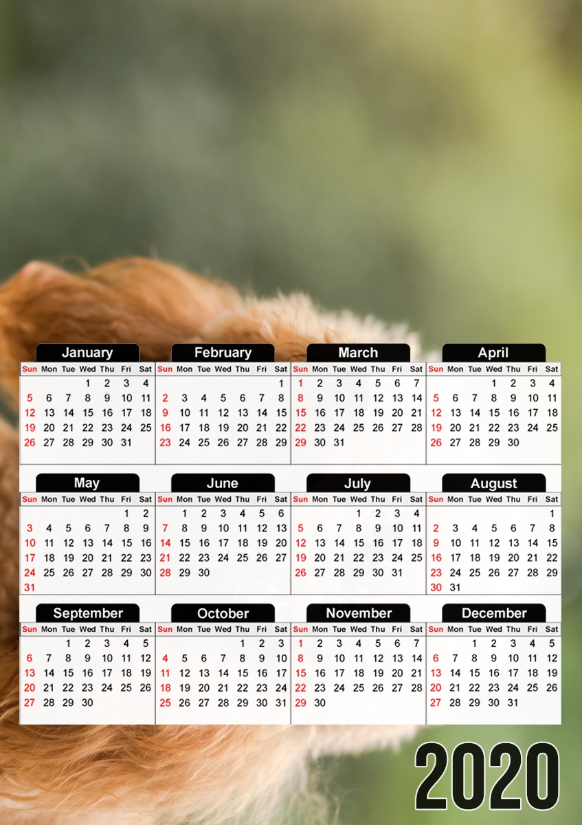  poodle on grassy field for A3 Photo Calendar 30x43cm