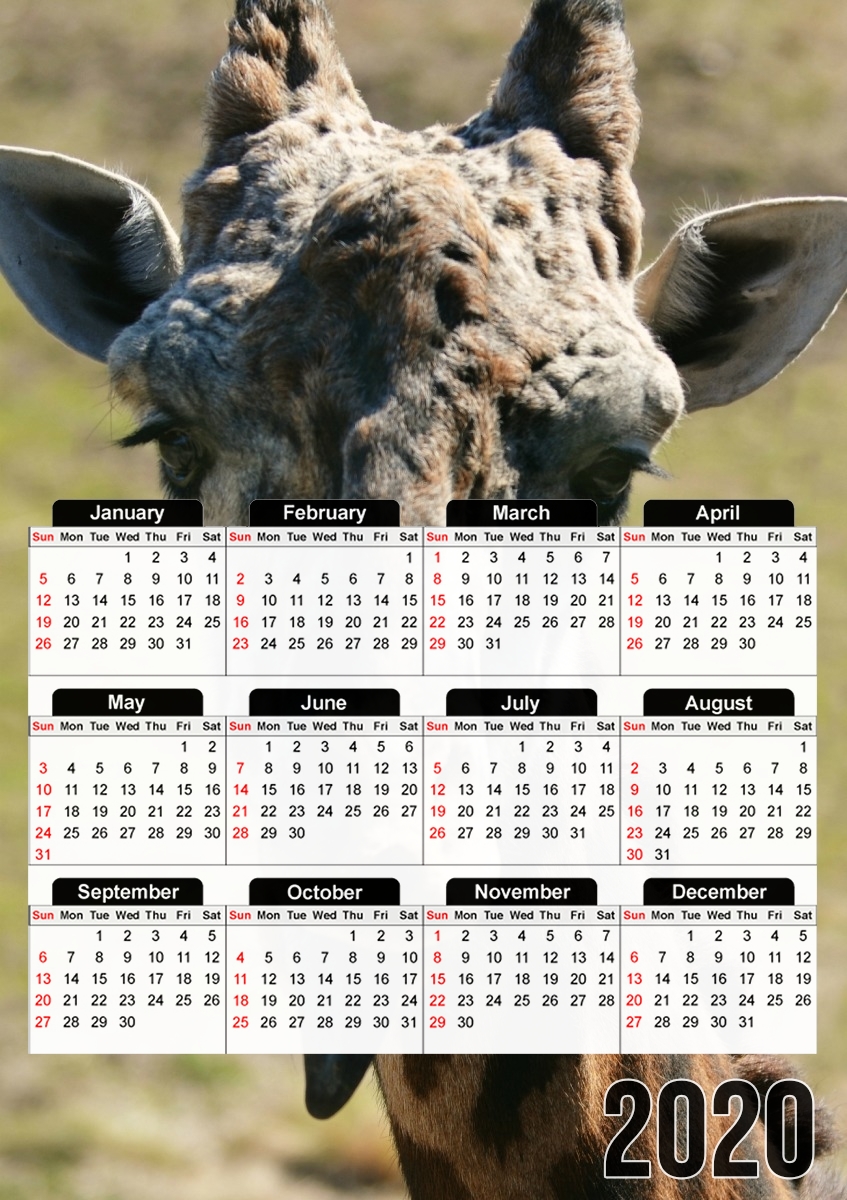  Sassy Pants Giraffe for A3 Photo Calendar 30x43cm