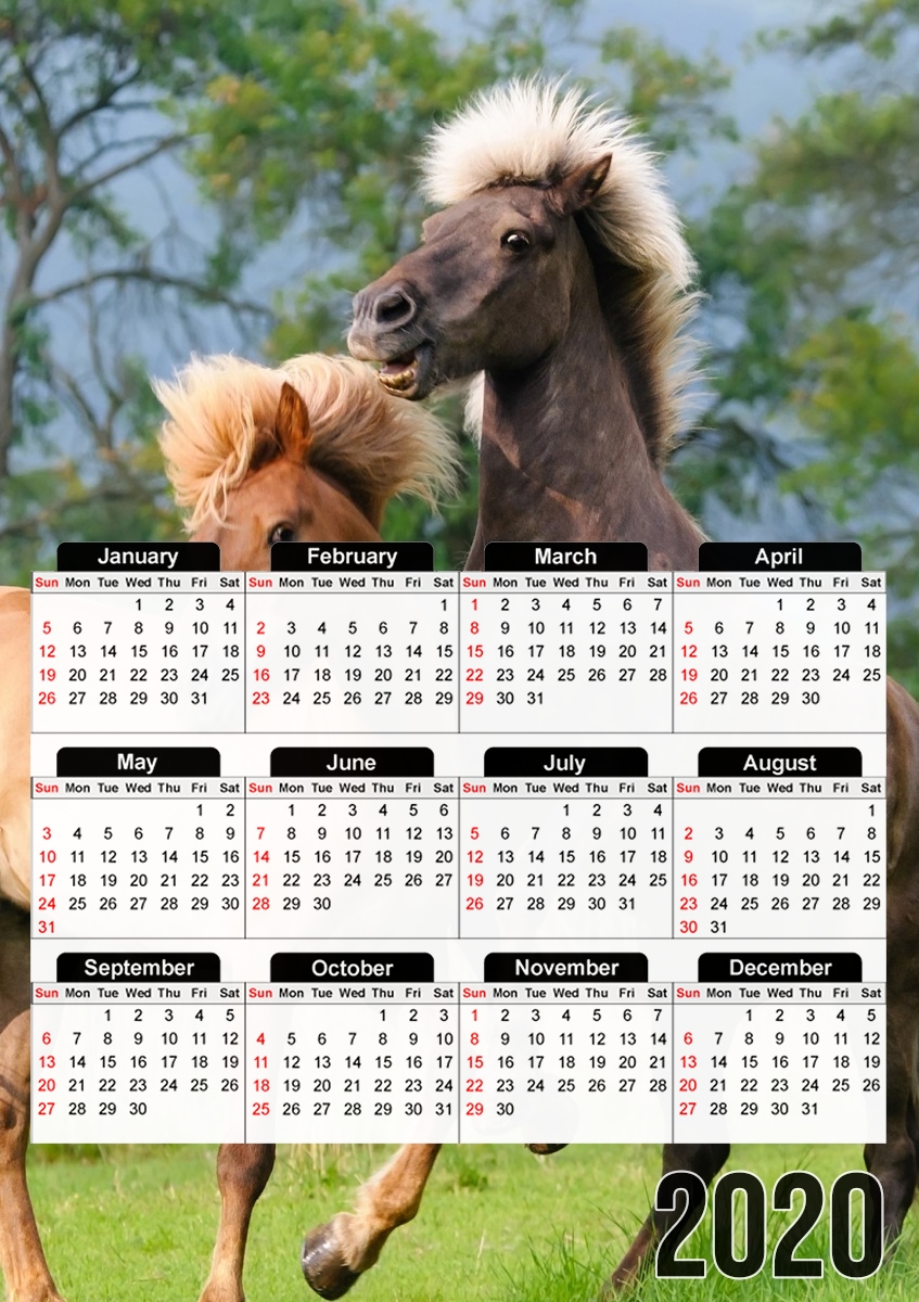  Two Icelandic horses playing, rearing and frolic around in a meadow for A3 Photo Calendar 30x43cm