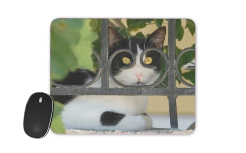  Cat with spectacles frame, she looks through a wrought iron fence for Mousepad
